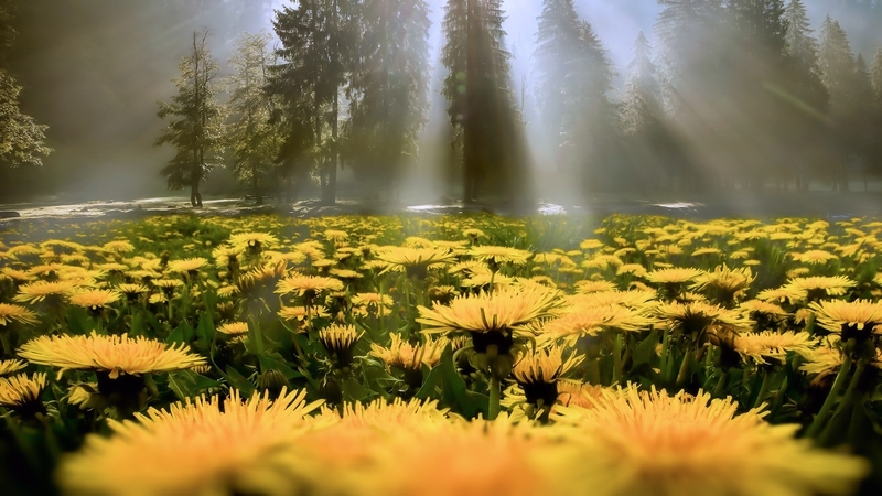 flowers, yellow, daises, nature, trees, fog, light