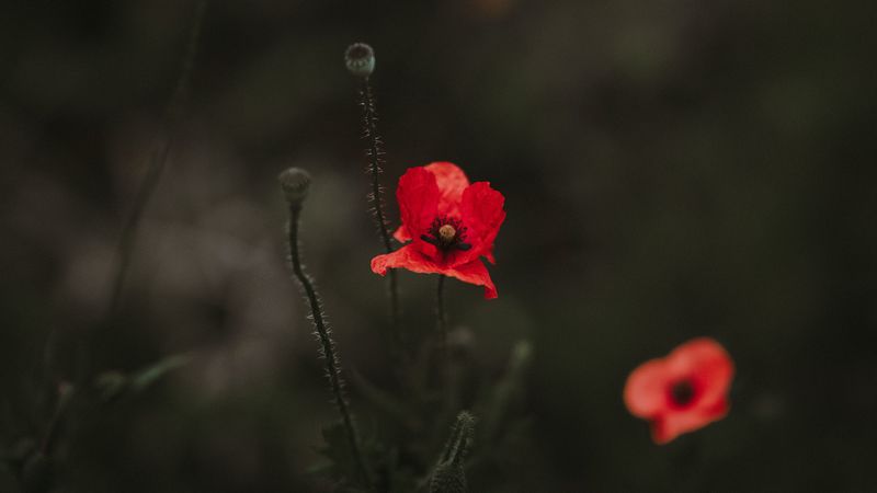 poppy, red, blur, bloom, flowerbed, 4k