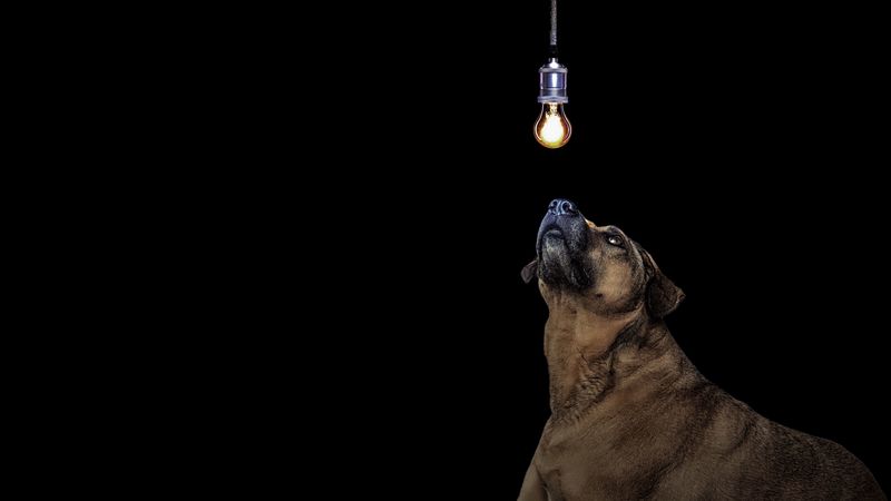dog, light bulb, idea, 4k