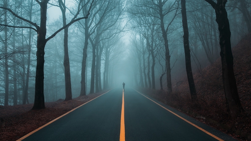 forest, foggy, nature, road, trees, weather