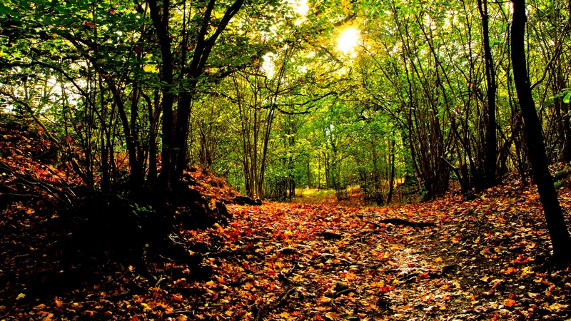 fall, pretty, autumn, sun, grass, woods, autumn leaves, beautiful, magic, carpet, leaves, splendor, green, path, beauty, way, forest, lovely, view, sunlight, colors, sky, trees, tree, sunrays, rays, autumn colors, peaceful, carpet of leaves, nature