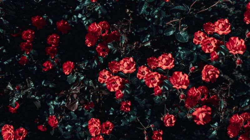 roses, bush, garden, sunlight, 4k