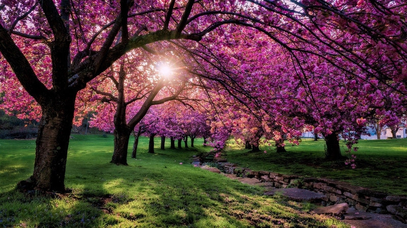 tree, nature, pink, grass