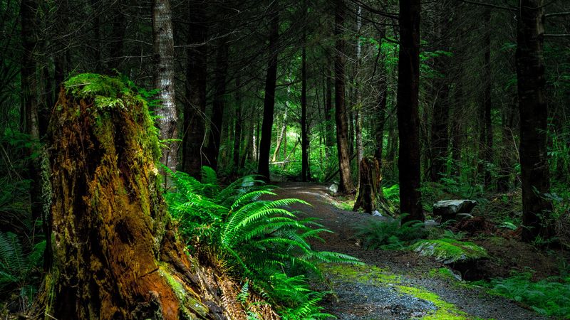 forest, path, trees, vancouver island, canada, 4k