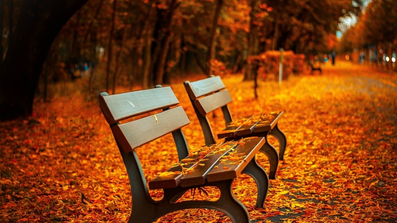 bench, autumn, nature, trees