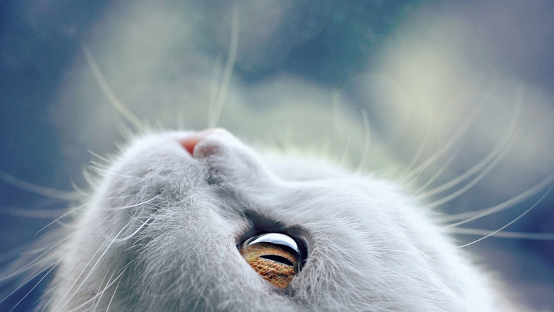 face, white, cat, kitten, animal, blue, pisica