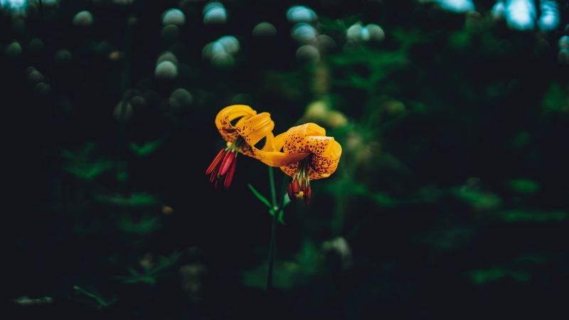 lilies, flowers, glare, 4k