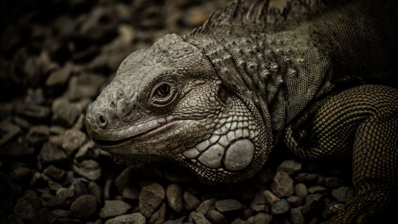 iguana, reptile, scales, stones, 4k