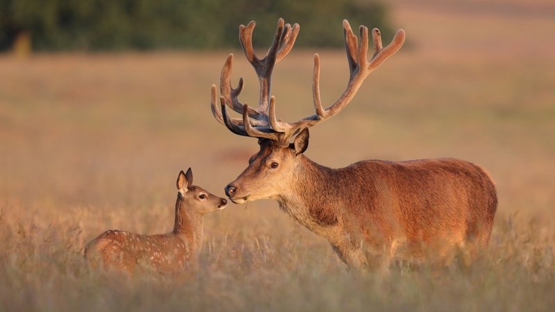 cute, kiss, couple, animal, horns, deer
