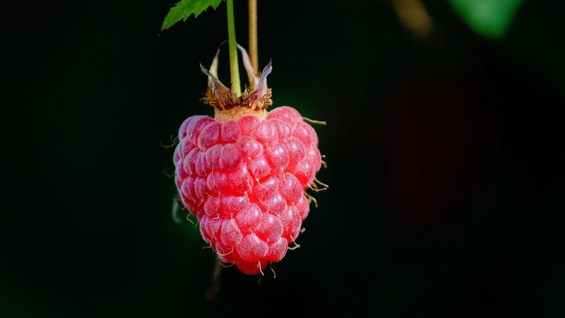 raspberry, berry, macro, 4k