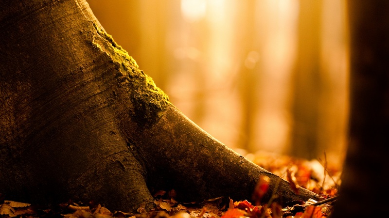 tree, nature, photography, leaf