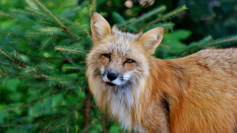 fox, predator, wildlife, squint, 4k