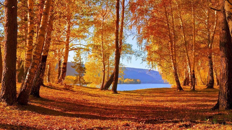 fall, autumn, glow, shore, falling, beautiful, carpet, leaves, nice, calm, season, reflection, forest, lovely, golden, trees, lake, serenity, nature, branches