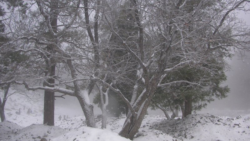 mountain, forest, snow, mt baldy, southern california