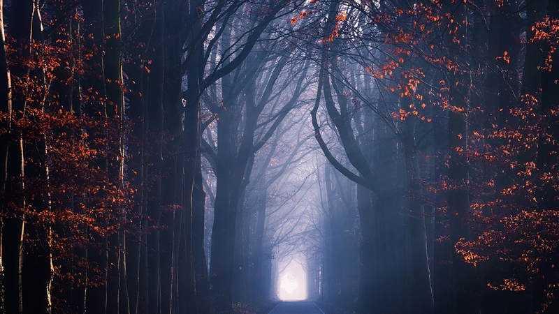 forest, road, fog, mist
