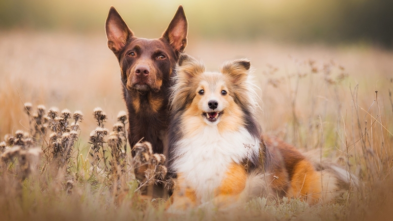 collie, cute, animals, dogs
