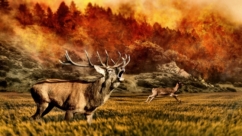 photo, beautiful, deer, animal, forest fire, photography, elk, wide screen, wildlife