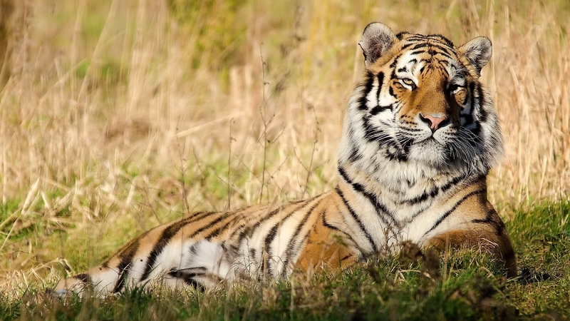 feline, grass, tiger, cat, field