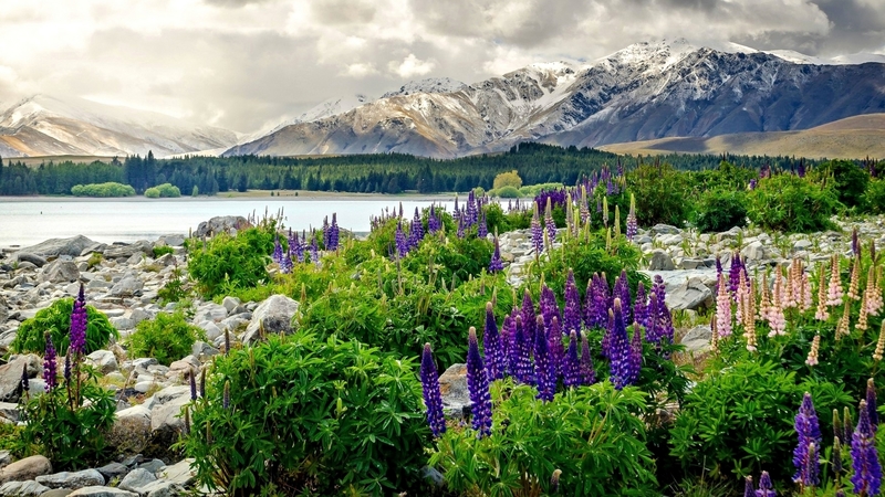 lake, flowers, nature, lupine