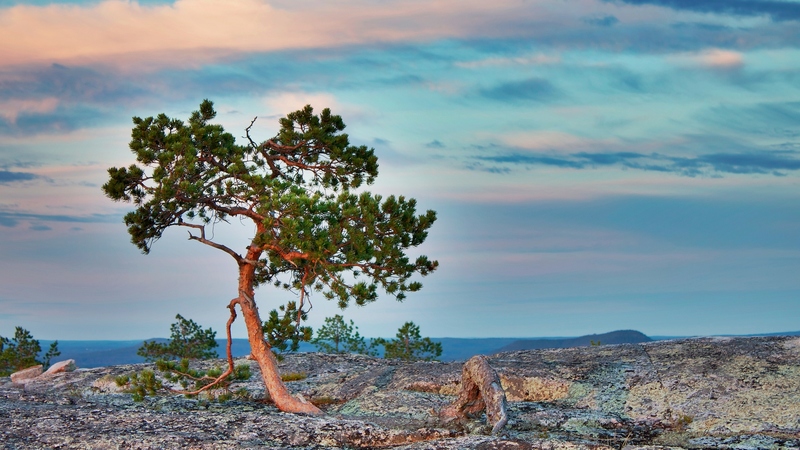 rocks, tree, cloudy, deserts, nature, beautiful, sky, blue