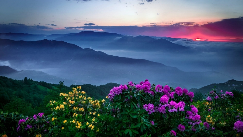 mountain, flowers, nature, sunset, sky