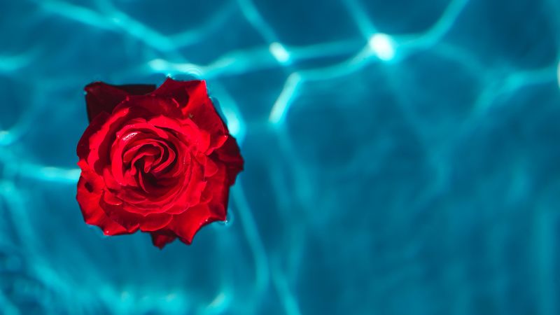 rose, bud, water, red, 4k