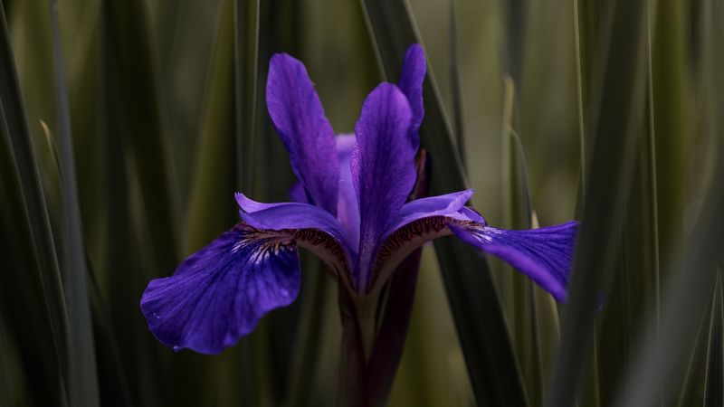 iris, flower, purple, leaves, blur, 4k