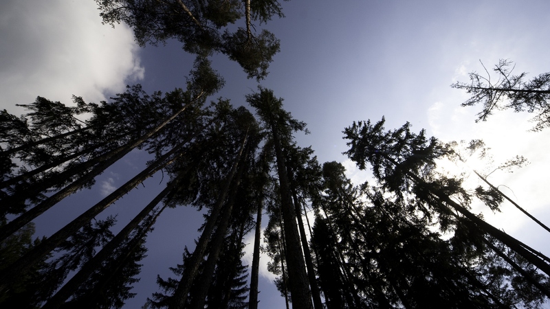 forest, white, trees, clouds, tall, sky, blue