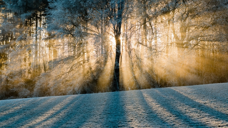 sunbeam, tree, snow, winter