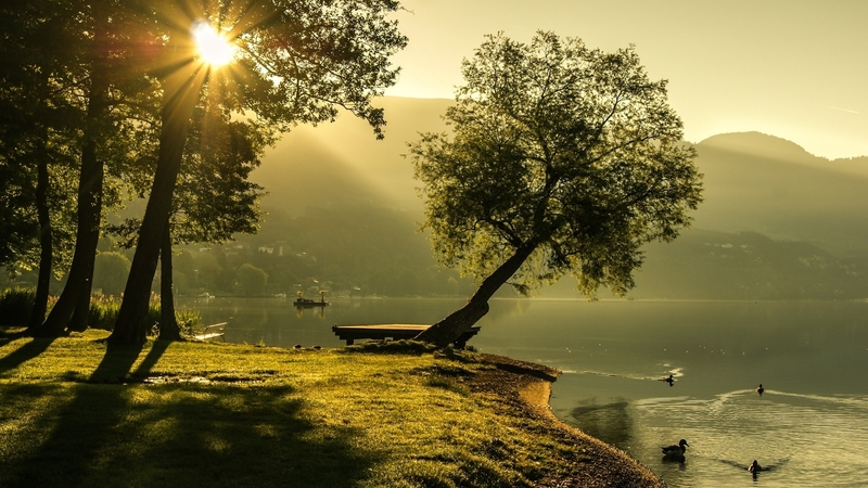 shore, sun, rays, birds, trees, swan, lake, nature