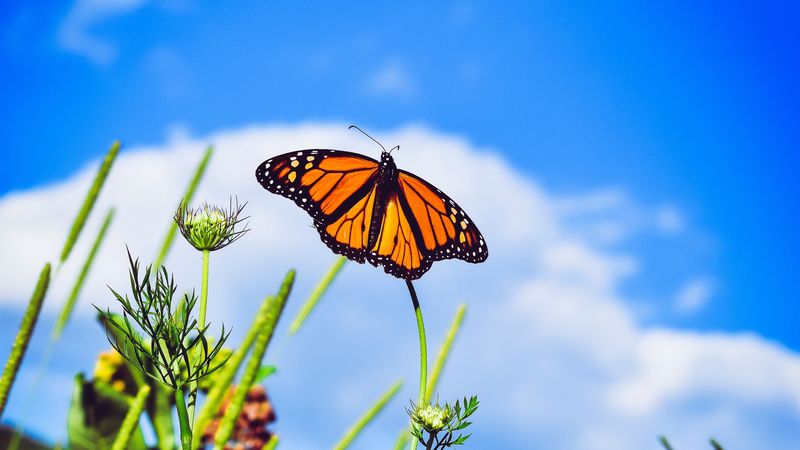monarch butterfly, butterfly, close-up, wings, patterns, 4k