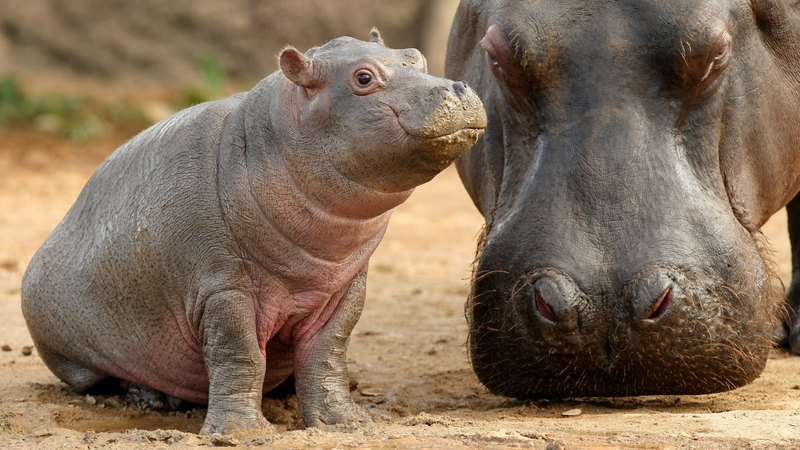hippo, desktop, mother, baby, animal