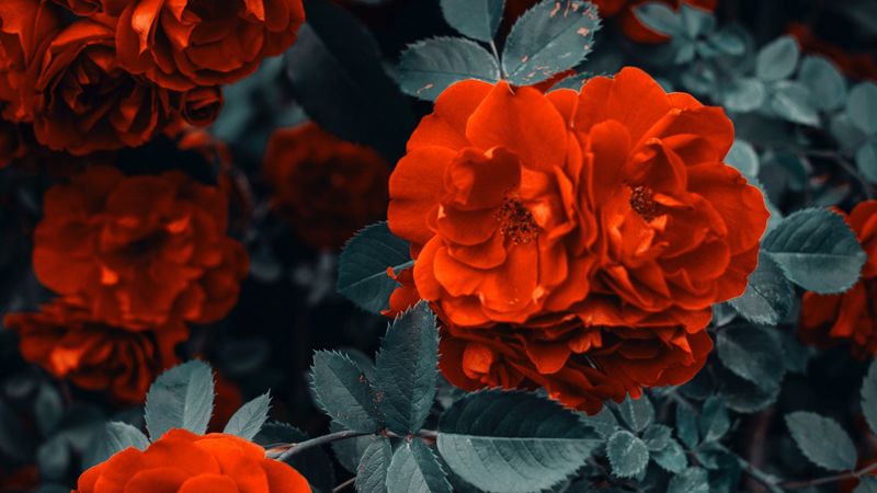 roses, bush, flowers, buds, red, 4k