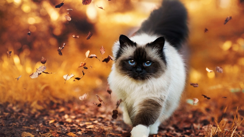 fall, leaves, cat, autumn