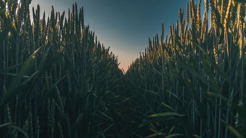 ears, field, grass, path, 4k