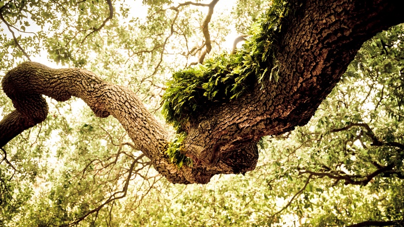 forest, tree, gnarled, leaves, gnarly, green, moss, oak