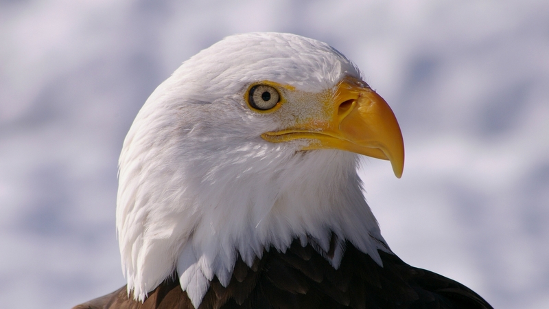 brown, eye, american symbol, eagle, black, yellow, bald, bird  of  prey, cute, bird, beak, white, feathers