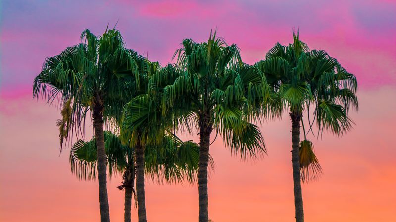 palms, sky, trees, maspalomas, spain, 4k
