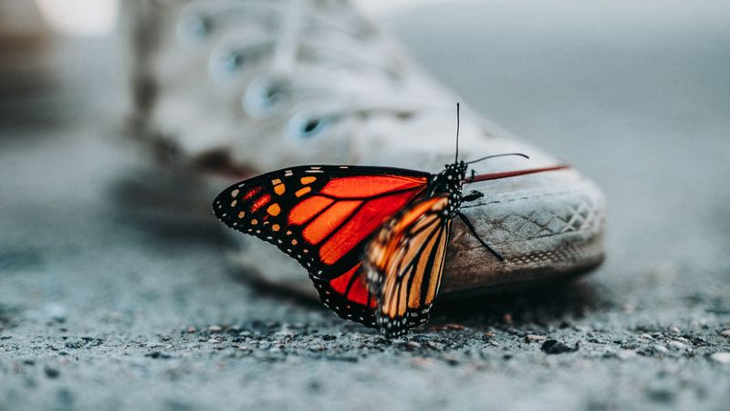 butterfly, sneakers, blur, 4k