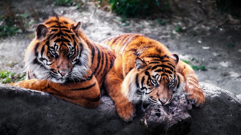 wilderness, rocks, predators, resting, river