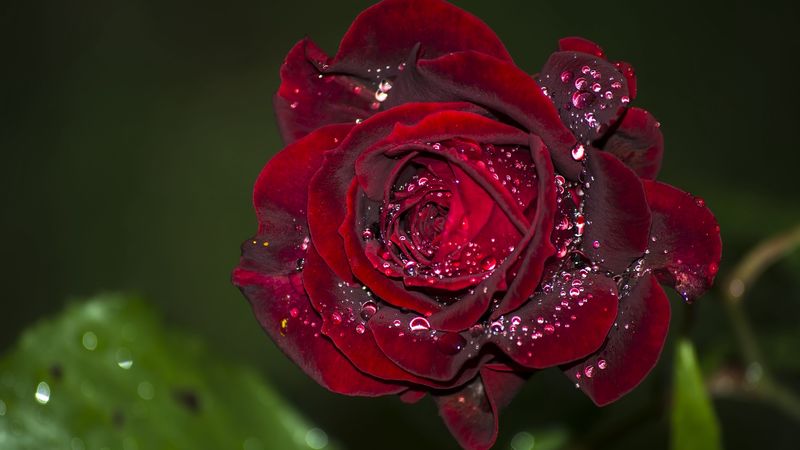 rose, red, drops, macro, 4k