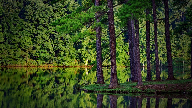 grass, background, natura, nice, multicolor, waterscape, paisage, wood, sunrays, beautiful, leaves, roots, green, las, araucarias, scenery, forest, lakes, rzeka, maroon, tree, paisagem, nature, desktop, reflected, branches, scene, orange, scenario, splendor, jungle, forests, reflection, rivers, paysage, black, trees, pines, lagoons, panorama, water, cool, drzewa, awesome, photoshop, fullscreen, landscape, colorful, brown, gray, laguna, trunks, photography, grove, mirror