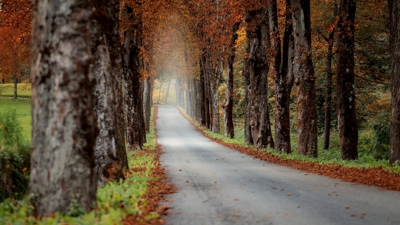 fall, trees, forests, autumn, roads, nature