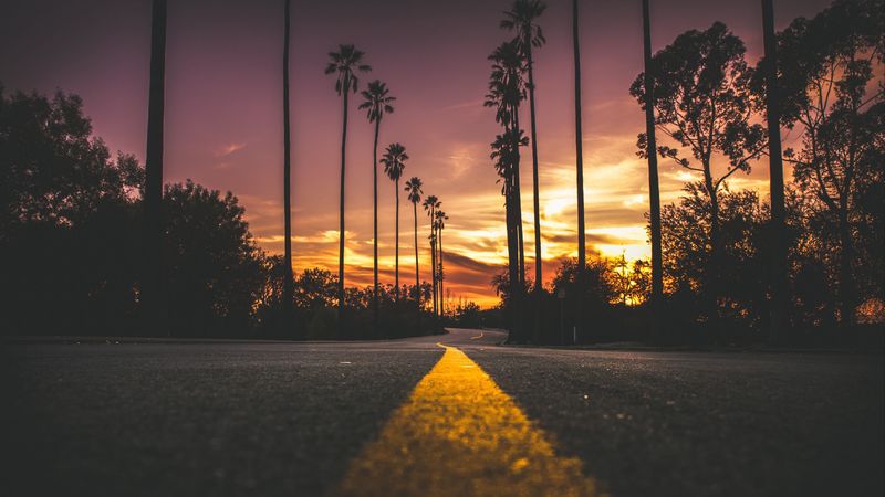palms, road, marking, trees, sky, 4k