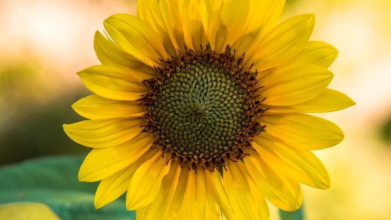 sunflower, flower, yellow, blur, 4k