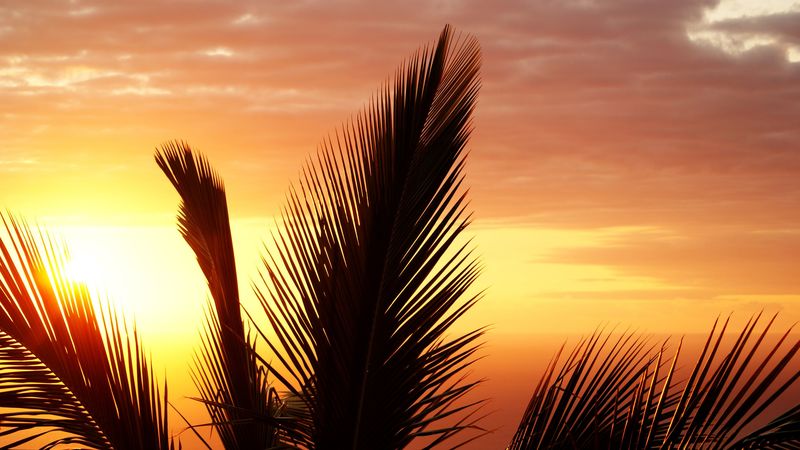 palm tree, branch, sunset, outline, 4k