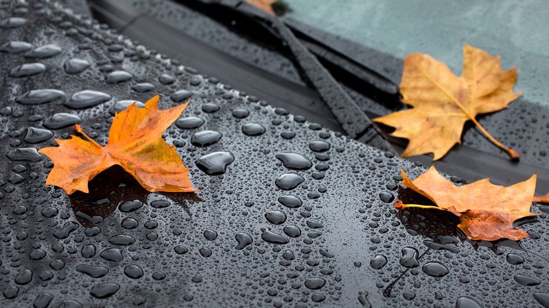 leaf, maple, drops, hood, rain, autumn, 4k