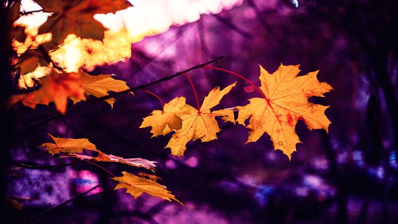 maple, leaves, autumn, blur, 4k