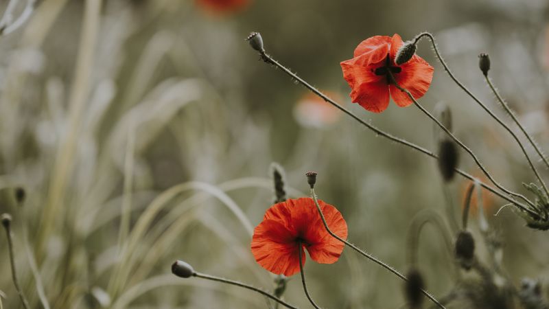 poppies, flowers, blur, bloom, field, 4k
