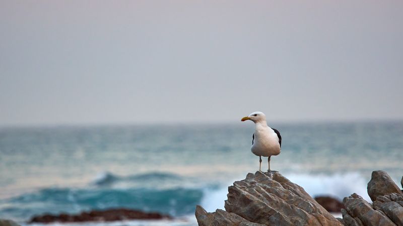 seagull, bird, beak, stone, sea, 4k